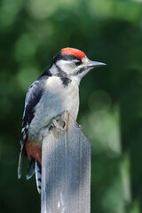 Buntspecht / Great spotted woodpecker / Dendrocopos major