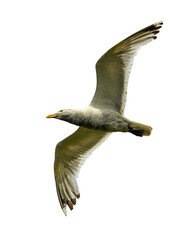 Seagull in flight isolated on transparent