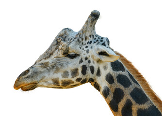 Giraffe head and neck isolated