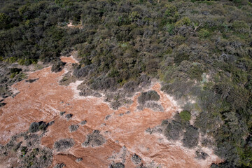 Pampas forest, Calden tree, Prosopis Caldenia, endemic species in La Pampa, Patagonia, Argentina