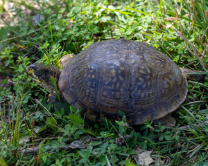 Turtle found on the side of a walking path in missouri