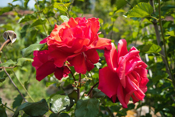 red rose in the garden