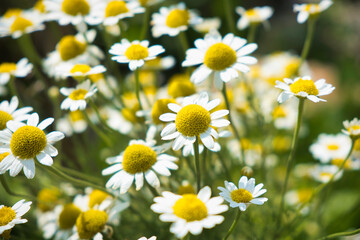 daisies in a field
