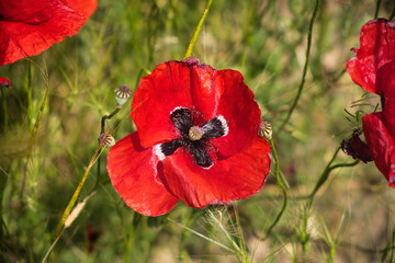 red poppy in the field