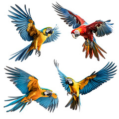 Set of four tropical parrot birds, exotic blue and yellow and scarlet macaws in flight, transparent PNG. Generative AI.