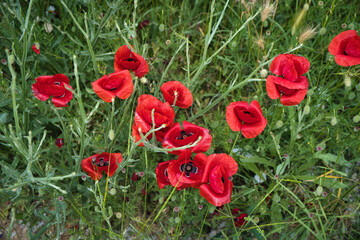 red poppy flowers