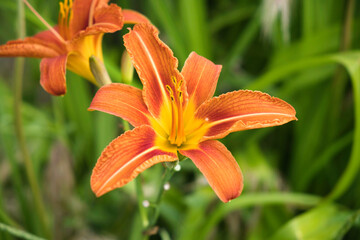 orange lily flower