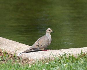 Turtle dove sitting near a small pond at a local park