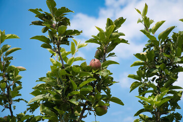apples on tree