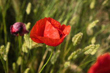 Fototapeta premium red poppy flower in grass