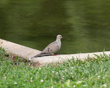 Turtle dove sitting near a small pond at a local park