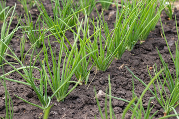 Beautiful onion plants on the farm. Green onions growing in the field.