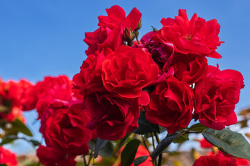 Beautiful fresh roses in nature. Natural background, large inflorescence of roses on a garden bush.
