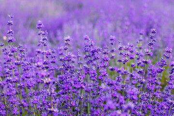 Fototapeta premium Flowers in the lavender fields in the Provence mountains.
