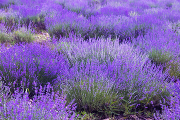 Purple lavender field. beautiful blooming, french romance