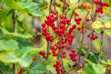 branch of ripe red currant in a garden on green background