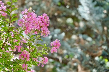 Jupiter tree (Lagerstroemia indica) with pink flowers in a park in Granada (Spain)