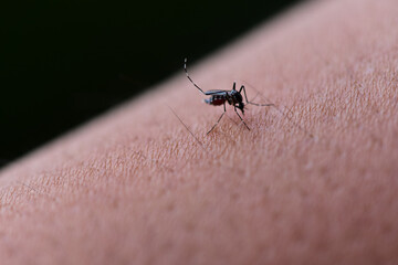 Aedes aegypti or yellow fever mosquito or dengue fever Blood sucking on the skin, close-up macro showing leg marks and lyre-shaped marks on the upper surface of the forearm.