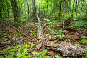 Fototapeta premium Fallen Tree POV