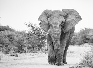 Bull African Elephant (loxodonta africana) Adult, walking down a gravel road, Erindi private game reserve, Namibia, Africa. Black and White