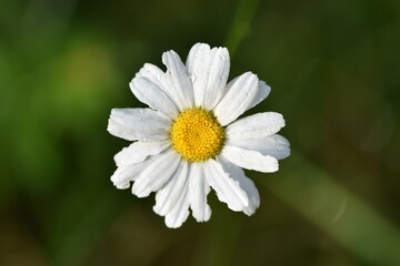 Obraz premium white daisy flower