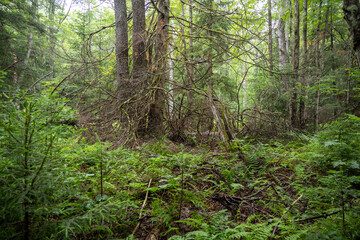Obraz premium Gothic Forest