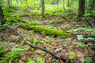 Mossy Log