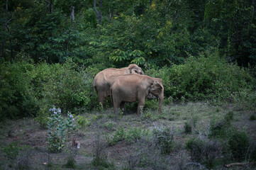 A beautiful family of Wild Elephant in forest