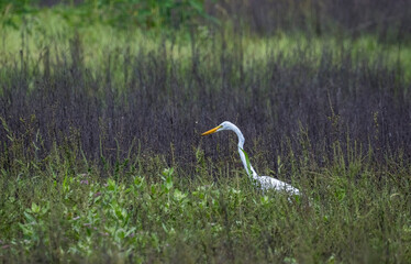 Egret in a field in Myakka River State Park ion Sarasota Florida USA