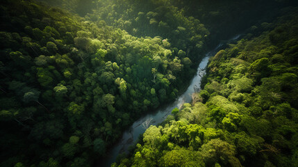 Bird's eye view of a dense tropical rainforest, vivid greens, a river winding through it, high contrast