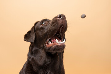 A sitting dog brown labrador and dog`s food flying from above to its mouth on a beige background....