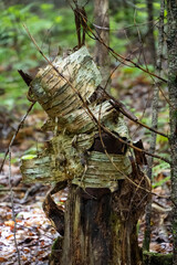Birch Tree