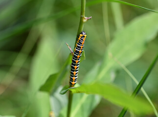 Raupe des Lattichmönch