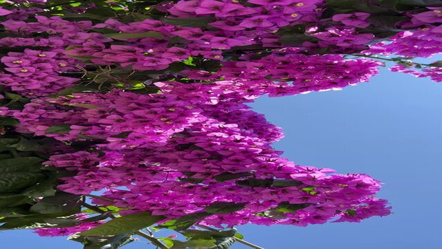 Bougainvillea pink flowers in the garden, vertical video.