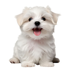 white Maltese puppy - obrazy, fototapety, plakaty