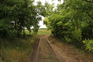 A dirt road through a forest