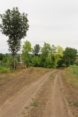 A dirt road with trees in the background