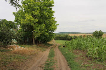 A dirt road between corn and trees