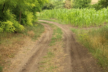 A dirt road through a field of corn