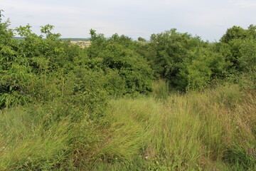 A grassy area with trees and bushes