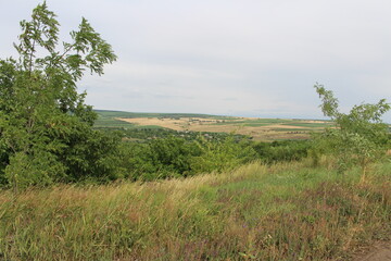 Fototapeta premium A landscape with trees and grass