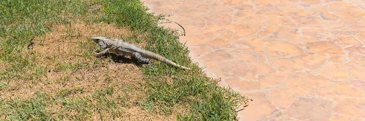Portrait of an Iguana in front of ocean on the beach (Merida, Yucatan, Mexico).