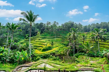 Fotobehang Rijstvelden Tegalalang beautiful green rice terrace in Bali, Indonesia