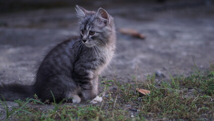 Naklejka na ściany i meble Little kitten sitting in the yard. Cute kitten