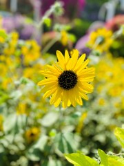yellow flowers in the garden