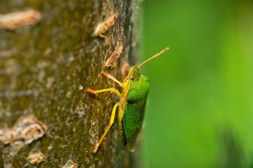 grasshopper on a tree