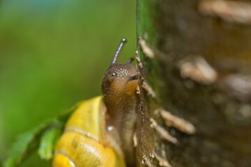 snail on a tree