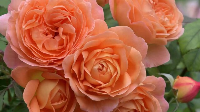splendid coral aromatic rose blossom in garden. close up footage. sunny morning
