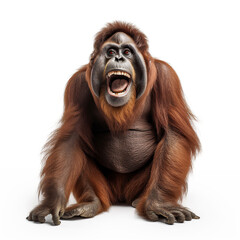 ai generated illustration happy adult  orangutan against white background