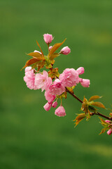 East Asian Cherry Flowers